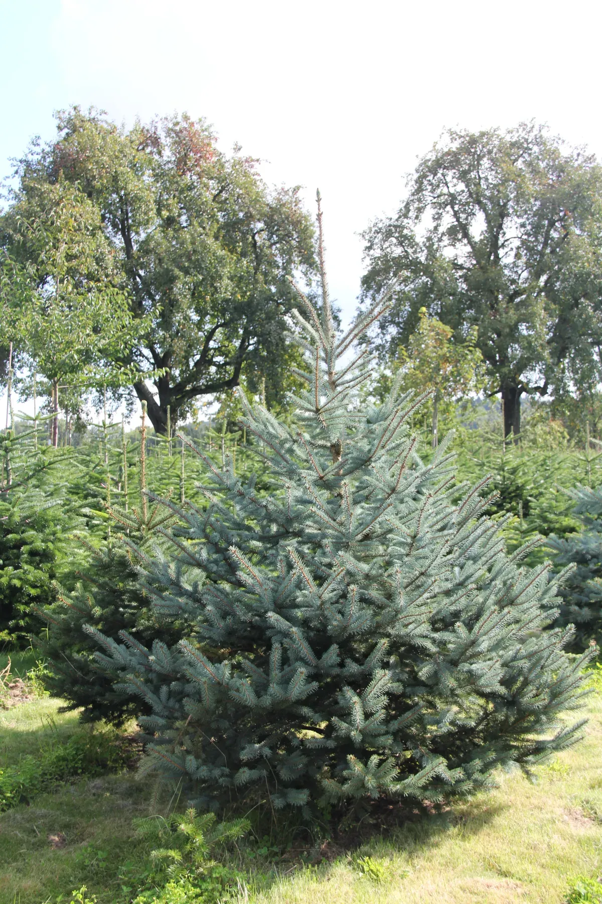 Christbäume