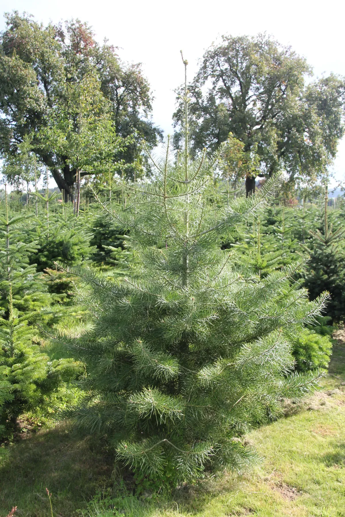 Christbäume