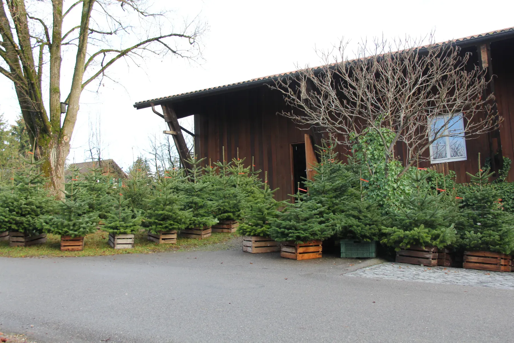 Christbäume