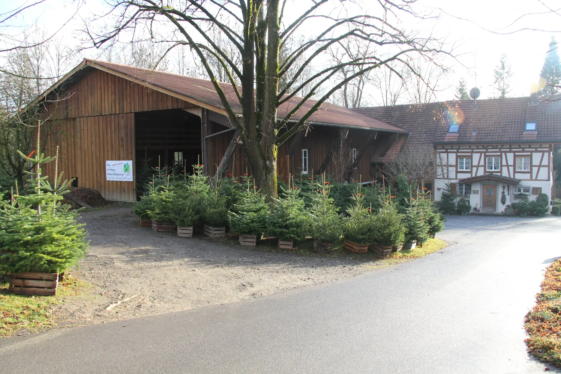 Christbäume